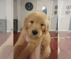 Goldendoodle Puppy for sale in TROY, MO, USA