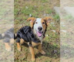 Prince - Male Mutt Dog for Adoption - Small photo