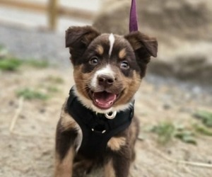 Miniature Australian Shepherd Puppy for sale in SANDOWN, NH, USA
