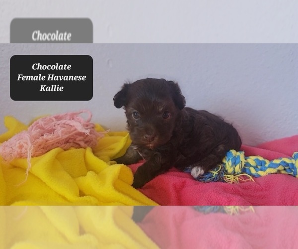 Medium Photo #2 Havanese Puppy For Sale in TUCSON, AZ, USA