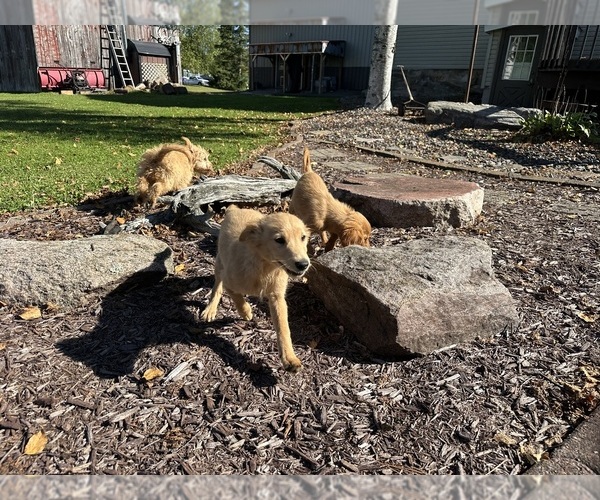 Medium Photo #5 Goldendoodle-Poodle (Miniature) Mix Puppy For Sale in ATHENS, WI, USA