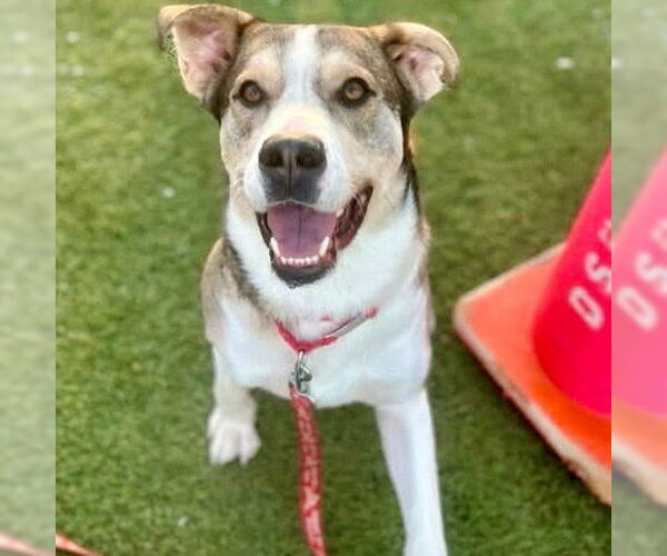 Medium Photo #3 Mutt Puppy For Sale in Canton, CT, USA