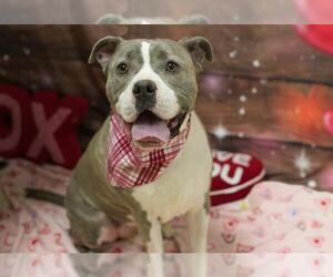 Mutt Dogs for adoption in Placerville, CA, USA