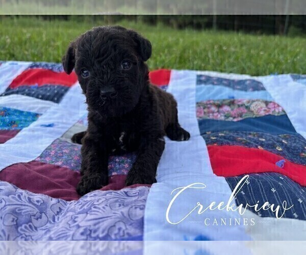 Medium Photo #9 Schnoodle (Miniature) Puppy For Sale in NIANGUA, MO, USA