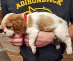 Small Photo #4 Cavalier King Charles Spaniel Puppy For Sale in BOONVILLE, NY, USA