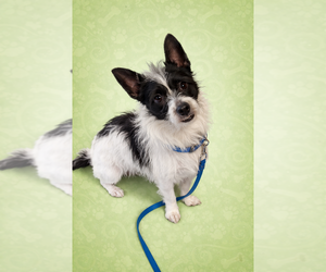 Chihuahua-Unknown Mix Dogs for adoption in Springdale, PA, USA