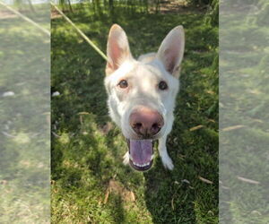German Shepherd Dog Dogs for adoption in Evansville, IN, USA