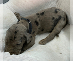 Small Photo #7 Great Dane Puppy For Sale in LEITCHFIELD, KY, USA