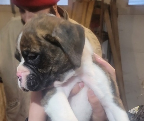 Medium Photo #7 Boxer Puppy For Sale in STAFFORD, CT, USA