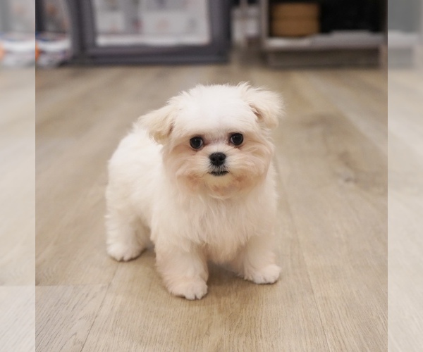 Full screen Photo #1 Maltese Puppy For Sale in LOS ANGELES, CA, USA
