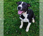 Small #10 Great Dane Mix