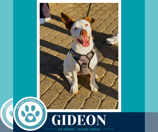 Medium Photo #23 Mutt Puppy For Sale in Kimberton, PA, USA