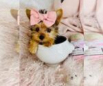Small #3 Morkie