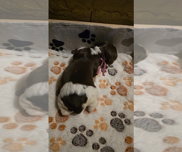 Medium Photo #9 Brittany Puppy For Sale in MOHAWK, NY, USA