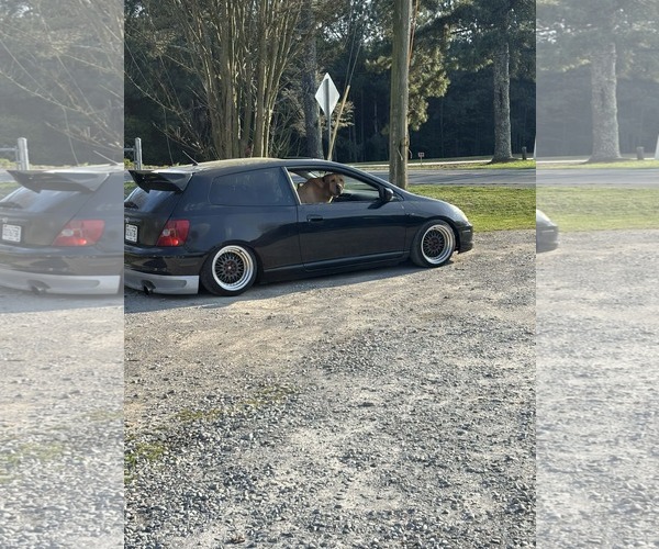 Medium Photo #2 Brazilian Mastiff Puppy For Sale in Jasper, AL, USA