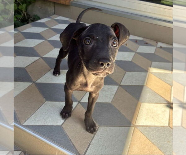 Medium Photo #5 American Pit Bull Terrier-Labrador Retriever Mix Puppy For Sale in Lakewood, CO, USA