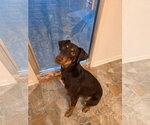 Small #1 Doberman Pinscher Mix