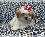 Small Photo #6 Zuchon Puppy For Sale in LAKELAND, FL, USA