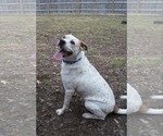 Small #2 Boxer Mix