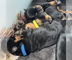 Rottweiler Puppy ( Evangelina) - Female Rottweiler Dog for Adoption - Photo #2