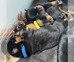 Small Photo #2 Rottweiler Puppy For Sale in Mooresville, NC, USA