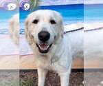 Small #1 Great Pyrenees