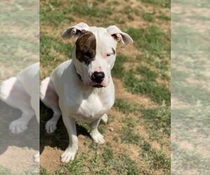 Rex - Male American Pit Bull Terrier-Siberian Husky Mix Dog for Adoption - Photo #11