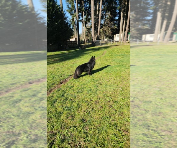 Medium Photo #1 German Shepherd Dog Puppy For Sale in LAKE STEVENS, WA, USA