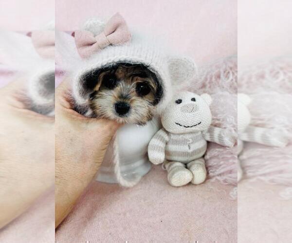 Medium Photo #8 Morkie Puppy For Sale in MIAMI, FL, USA