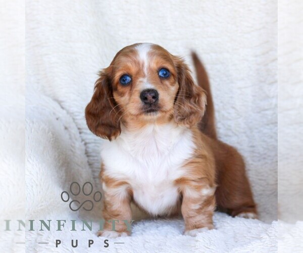 Medium Photo #6 Dachshund Puppy For Sale in EPHRATA, PA, USA