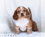 Small #5 Dachshund