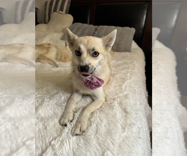 Medium Photo #148 Pomsky Puppy For Sale in LOVELAND, CO, USA