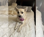Small Photo #148 Pomsky Puppy For Sale in LOVELAND, CO, USA