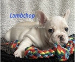 Small Photo #52 Faux Frenchbo Bulldog Puppy For Sale in HOODSPORT, WA, USA