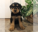 Puppy 3 Airedale Terrier