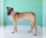 Small #1 Chinese Shar-Pei Mix