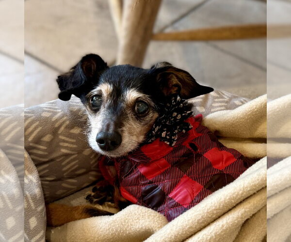 Medium Photo #1 Chihuahua-Unknown Mix Puppy For Sale in Fargo, ND, USA