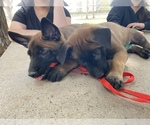 Small Photo #17 Belgian Malinois Puppy For Sale in ELK GROVE, CA, USA
