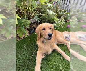 Golden Retriever Dogs for adoption in Los Angeles, CA, USA