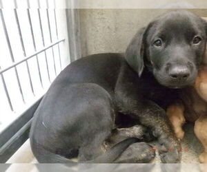 Labrador Retriever-Unknown Mix Dogs for adoption in Oroville, CA, USA