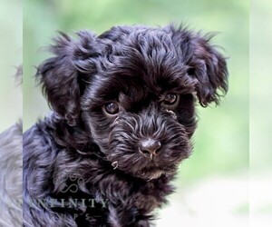 Poovanese Puppy for sale in LEBANON, PA, USA