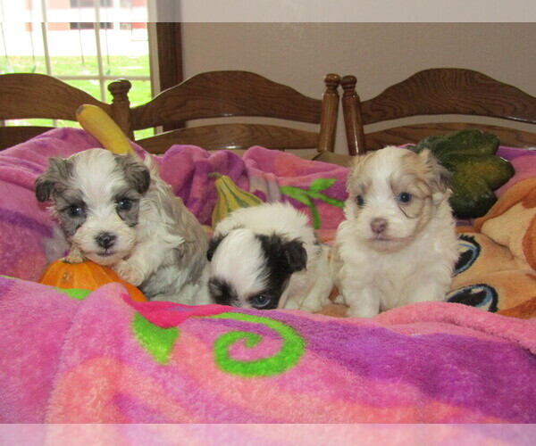 Medium Photo #11 Havanese Puppy For Sale in SPENCERVILLE, IN, USA