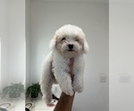 Small Photo #2 Maltipoo Puppy For Sale in DEL VALLE, TX, USA
