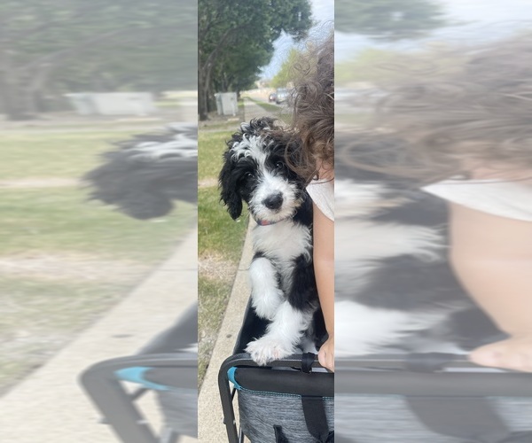 Medium Photo #1 Bernedoodle Puppy For Sale in ALLEN, TX, USA