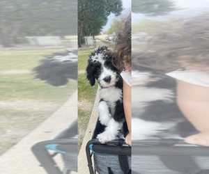 Bernedoodle Puppy for Sale in ALLEN, Texas USA