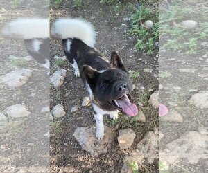 Akita Dogs for adoption in Pottstown, PA, USA