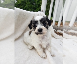 Havachon Puppy for sale in COTTAGE GROVE, TN, USA