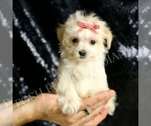 Morkie Puppy for Sale in WARSAW, Indiana USA