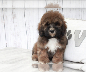 Shih-Poo Puppy for sale in MARIETTA, GA, USA