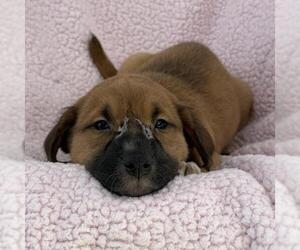 Chalk Pup - Tailor - Male Colonial Cocker Spaniel-Unknown Mix Dog for Adoption - Photo #2